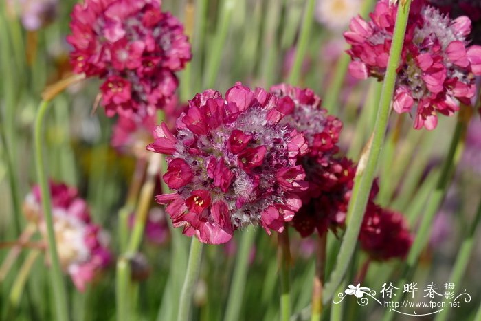 ‘红芭蕾’宽叶海石竹Armeria pseudarmeria ‘Ballerina Red’