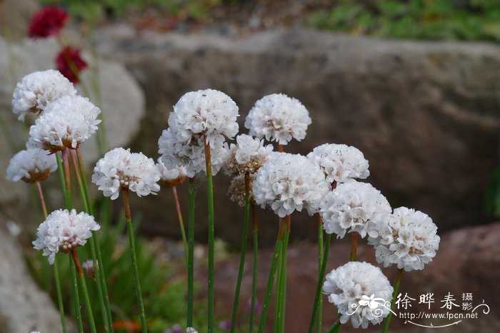 ‘白芭蕾’海石竹属 Armeria pseudarmeria 'Ballerina White'