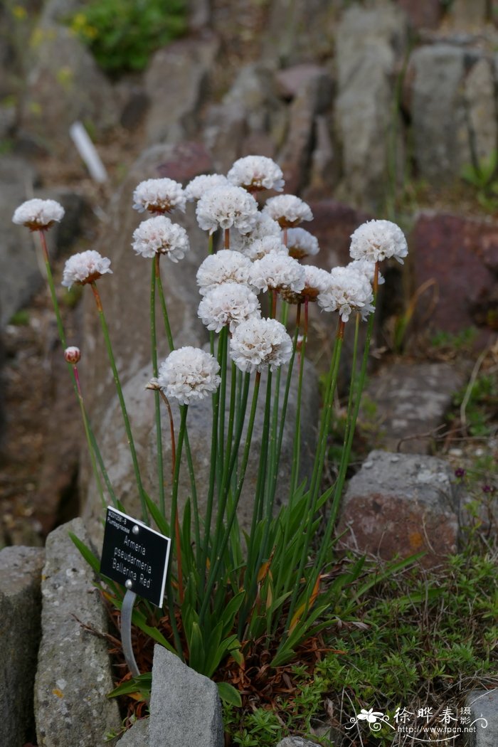 ‘白芭蕾’海石竹属 Armeria pseudarmeria 'Ballerina White'