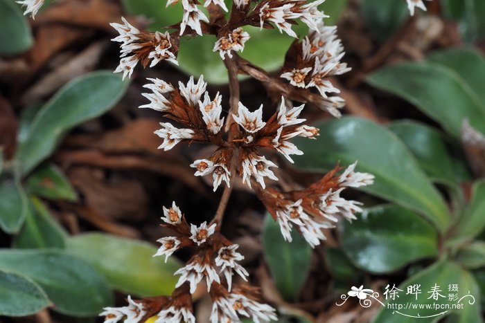 鞑靼驼舌草 Goniolimon tataricum