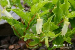 大花宝仙草Prosartes smithii