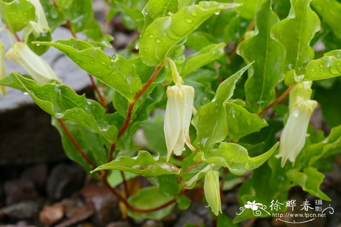 大花宝仙草Prosartes smithii