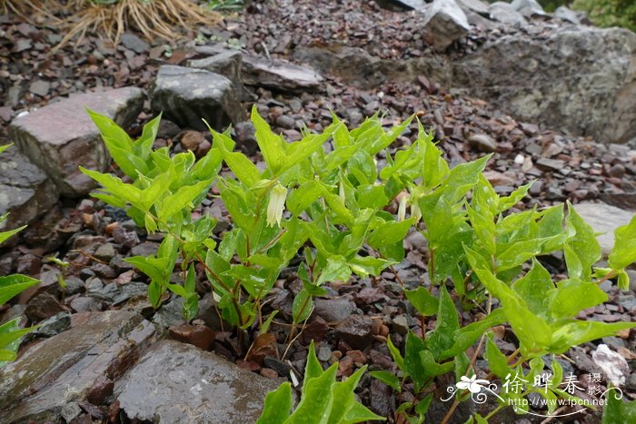 大花宝仙草Prosartes smithii