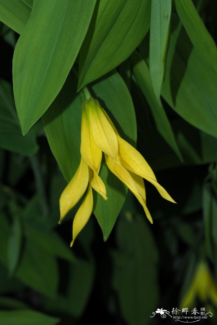 大花宝铎花,大花垂铃儿 Uvularia grandiflora