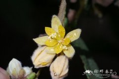 耳叶一担柴Colona auriculata