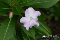 灌木凤仙花Impatiens sodenii