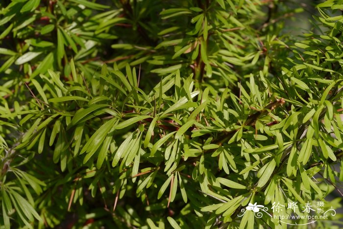 白花福桂树Fouquieria purpusii