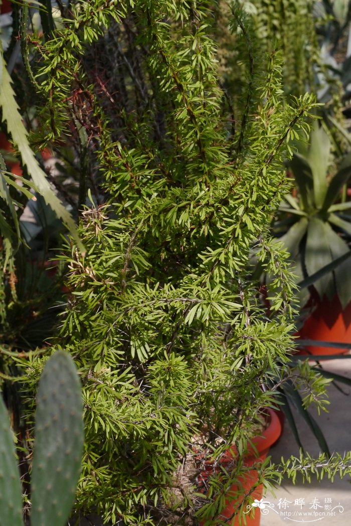 白花福桂树Fouquieria purpusii