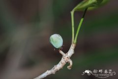 芬芳橄榄Bursera fagaroides