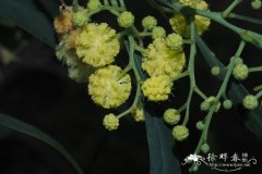 树脂金合欢Acacia retinodes