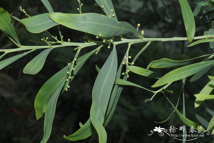 树脂金合欢Acacia retinodes