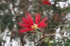 特威迪朱缨花 Calliandra tweediei