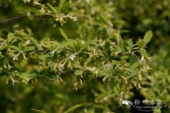 毛木半夏Elaeagnus courtoisii