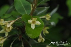 木半夏Elaeagnus multiflora