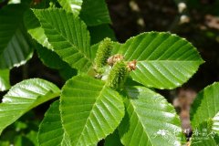 高加索桦Betula medwediewii