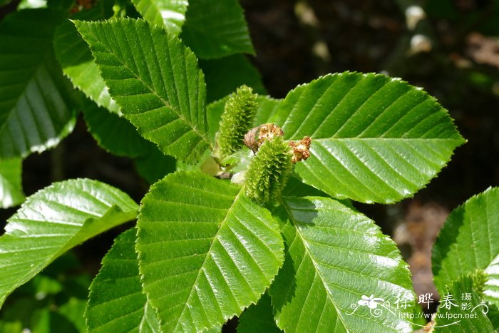 高加索桦Betula medwediewii