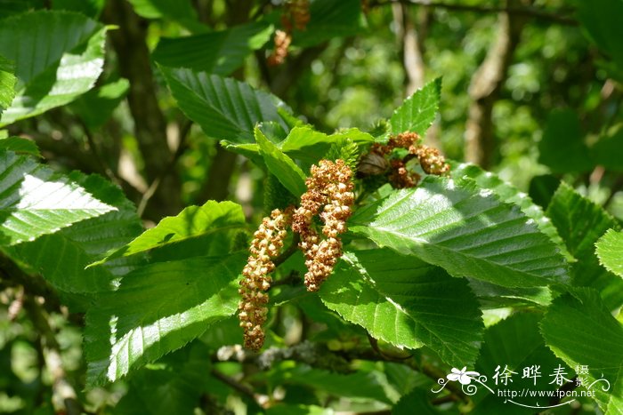 高加索桦Betula medwediewii