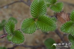 岩桦Betula calcicola