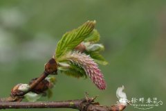 榛叶桦Betula corylifolia