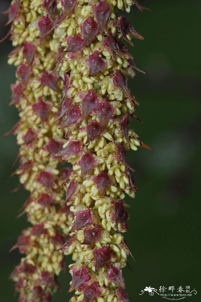 榛叶桦Betula corylifolia