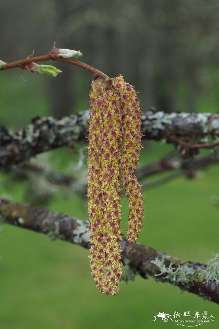 榛叶桦Betula corylifolia