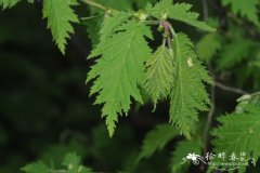 欧榛 Corylus avellana