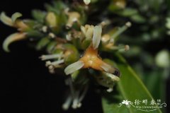 杨梅黄杨Buxus myrica