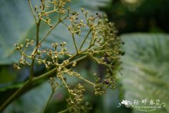 大叶火筒树Leea macrophylla