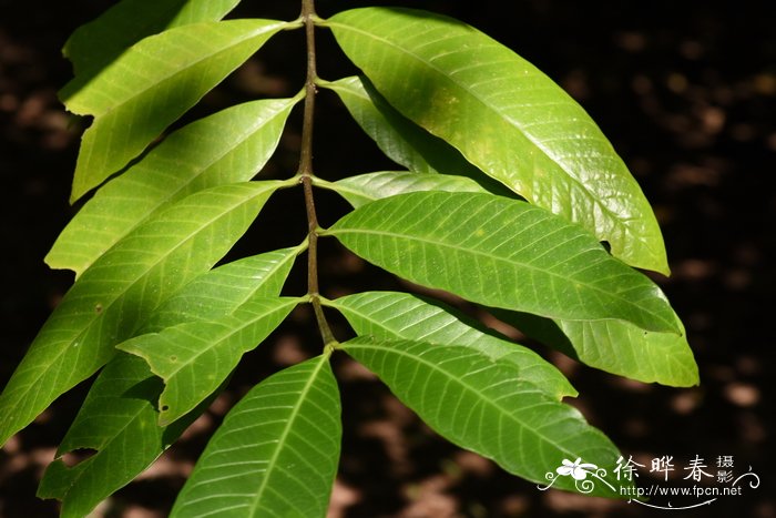 倒缨木Kibatalia macrophylla