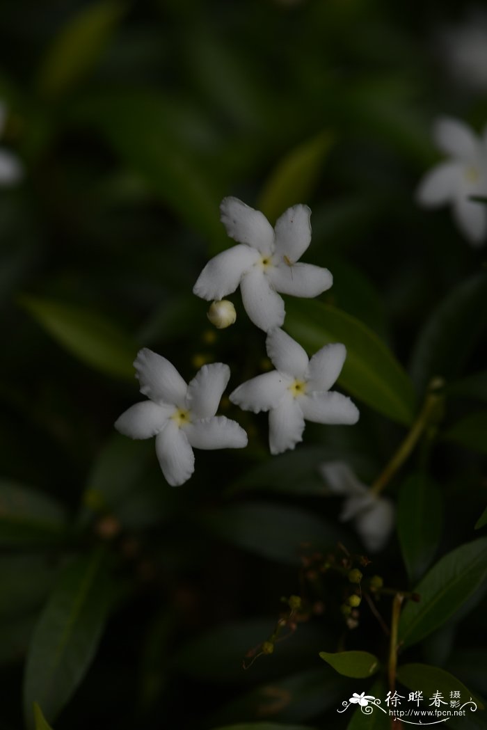 矮狗牙花Tabernaemontana divaricata 'Dwaft'