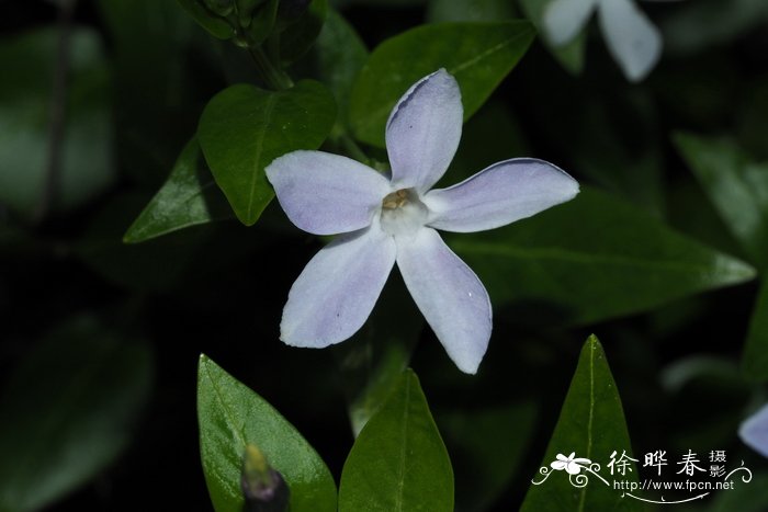 异形蔓长春花Vinca difformis