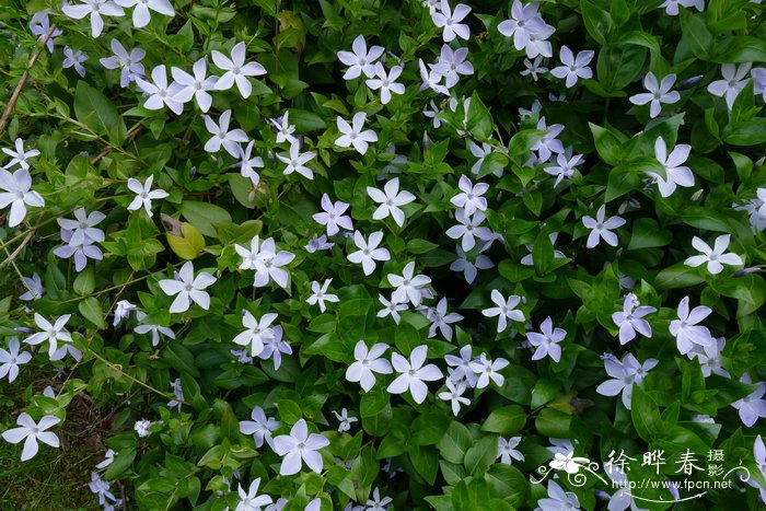 异形蔓长春花Vinca difformis