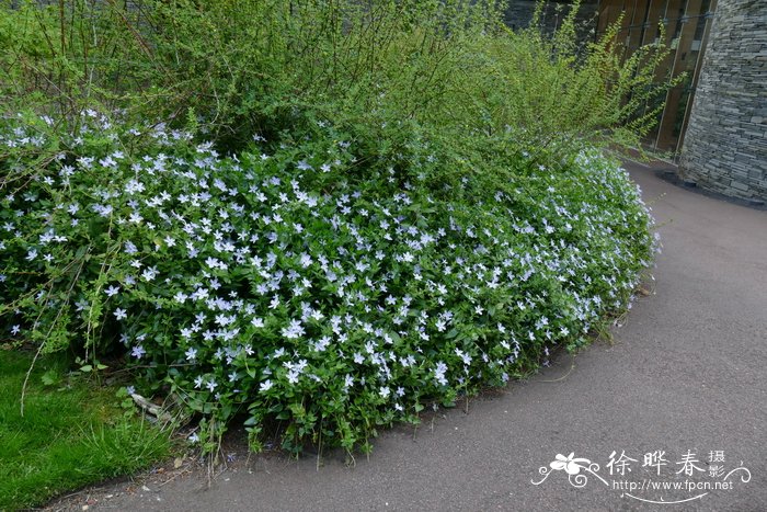 异形蔓长春花Vinca difformis