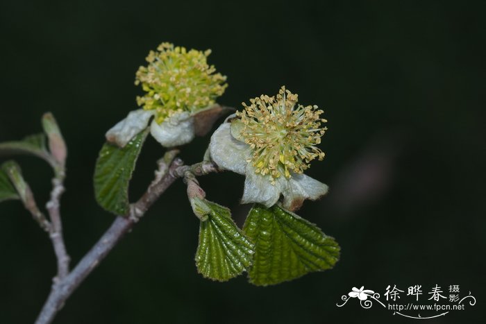 白缕梅Parrotiopsis jacquemontiana