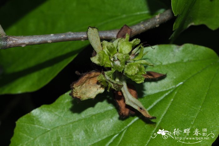 波斯铁木Parrotia persica