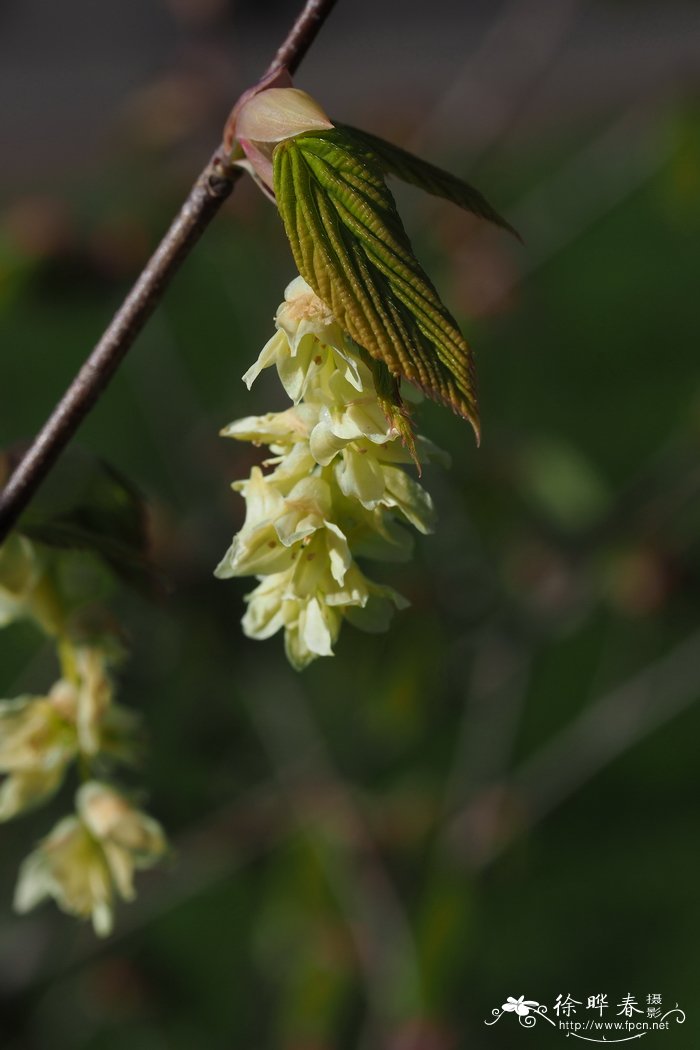 Corylopsis gotoana