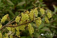 维奇红药蜡瓣花Corylopsis veitchiana