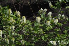 '蓝影'杂种银刷树Fothergilla × intermedia 'Blue Shadow'