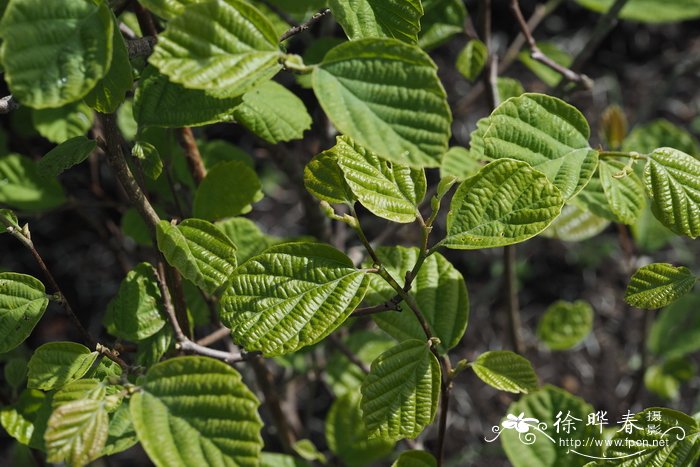 '蓝影'杂种银刷树Fothergilla × intermedia 'Blue Shadow'