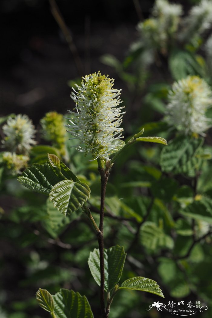 '蓝影'杂种银刷树Fothergilla × intermedia 'Blue Shadow'