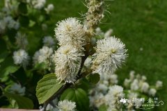 大银刷树 Fothergilla major