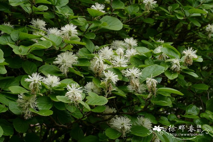 大银刷树 Fothergilla major