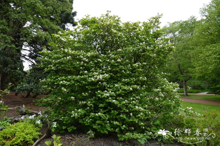 大银刷树 Fothergilla major