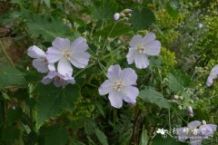 滨海花葵Lavatera maritima