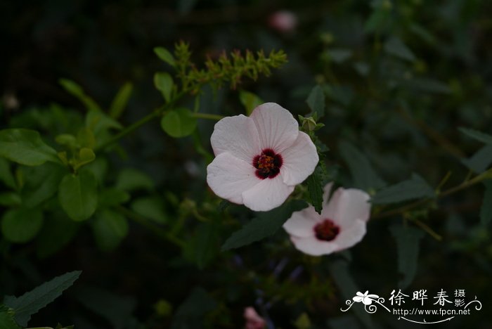 高砂芙蓉Pavonia hastata