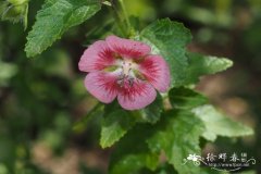 粗糙南非葵Anisodontea scabrosa