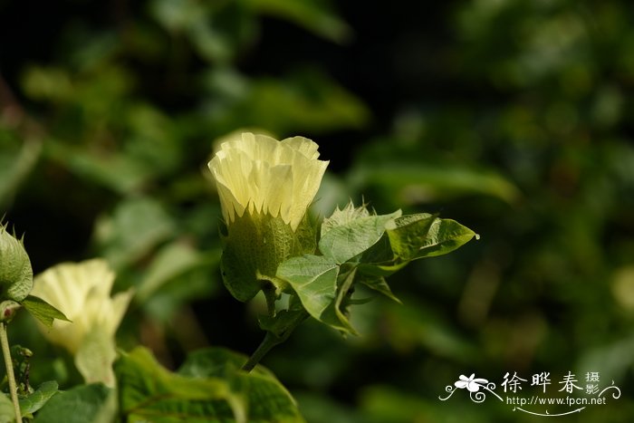 树棉Gossypium arboreum