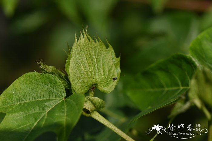 树棉Gossypium arboreum