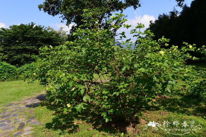 树棉Gossypium arboreum