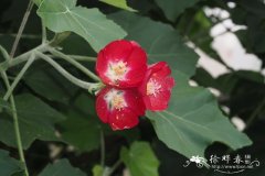 伞花木锦葵Phymosia umbellata